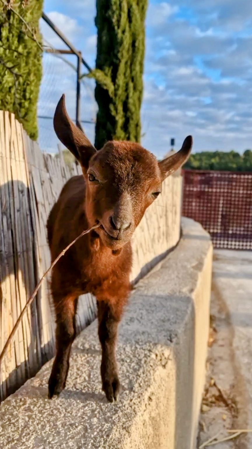 Cabra marrón del santuario junto al cercado