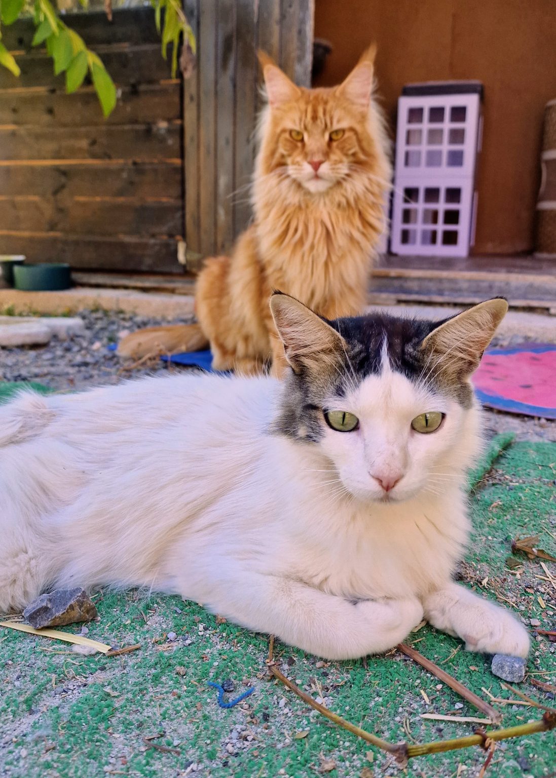 Gato blanco y gris del santuario descansando