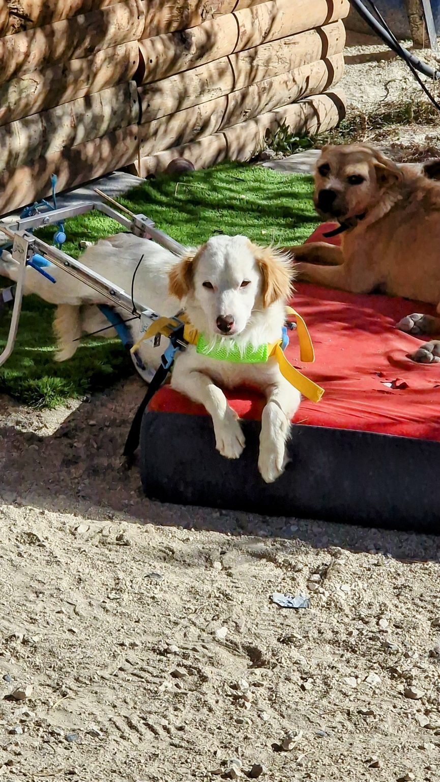 Perro del santuario tumbado sobre un cojín