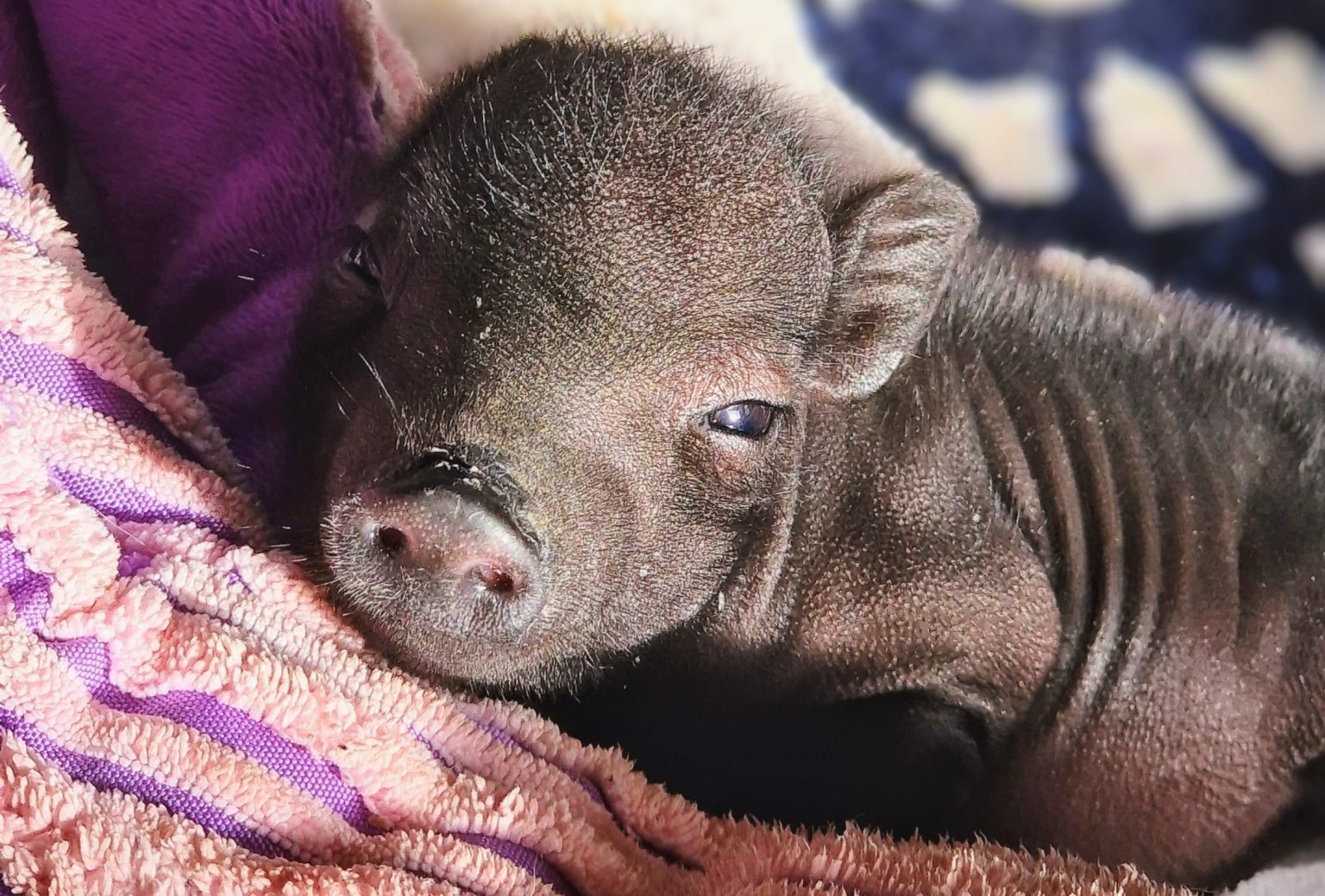 Cerdito del santuario arropado en una manta