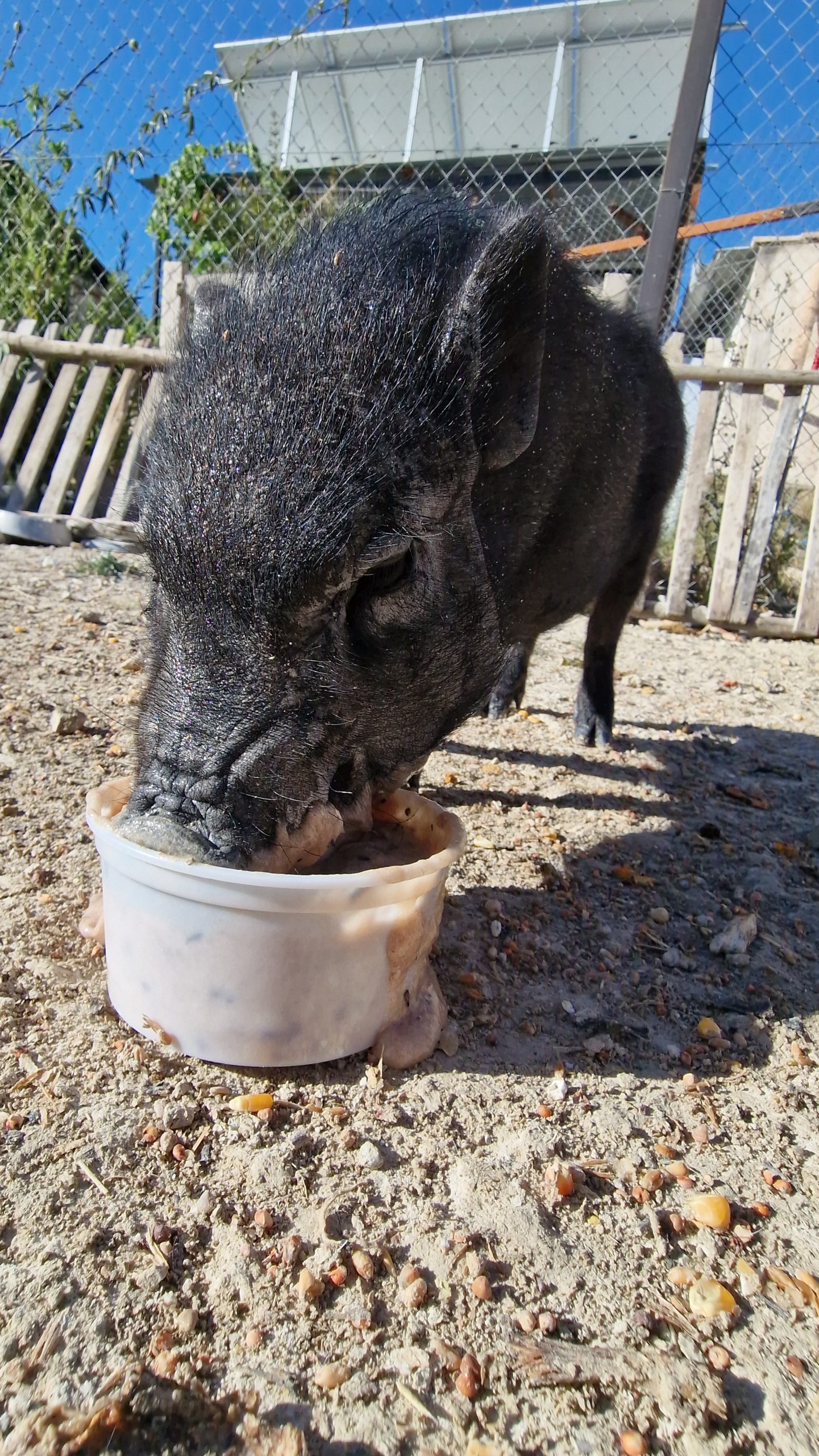 Crespillo, cerdito nacido en el santuario