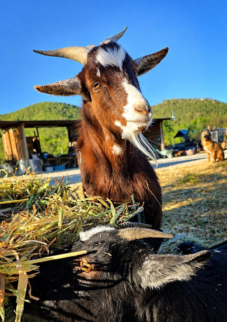 Buñuelo