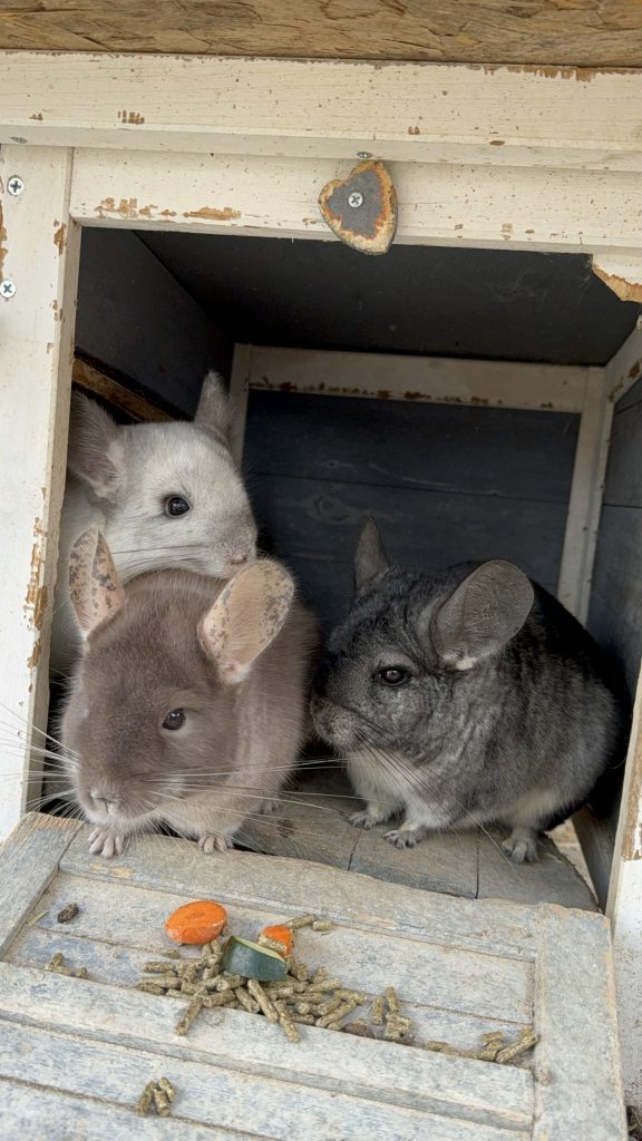 Dos chinchillas comiendo verdura en su caseta