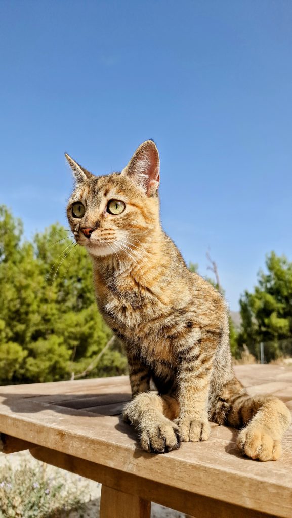 Gato atigrado sentado al sol en el campo