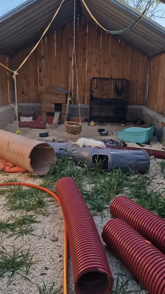 Zona de los hurones, con túneles y escondites sobre grava y hierba