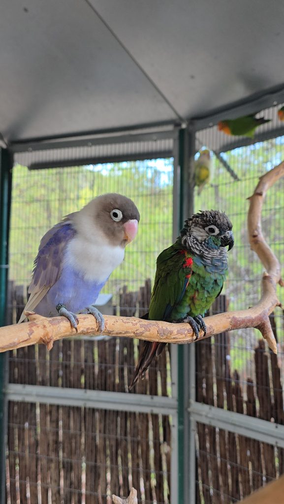 Dos pequeñas psitácidas posadas en una rama dentro del aviario