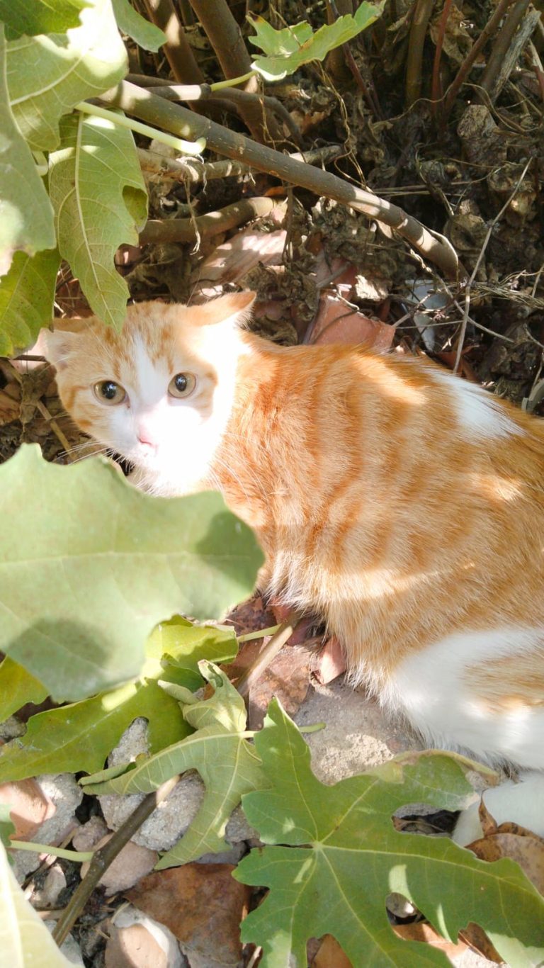 Naranjito