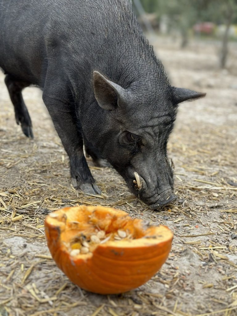 Pumba comprimido 2