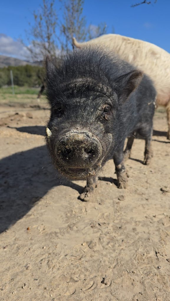 Pumba comprimido 3