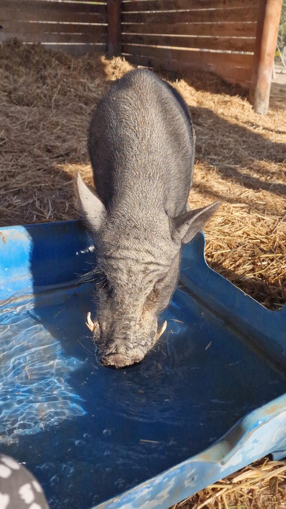 Pumba comprimido 4