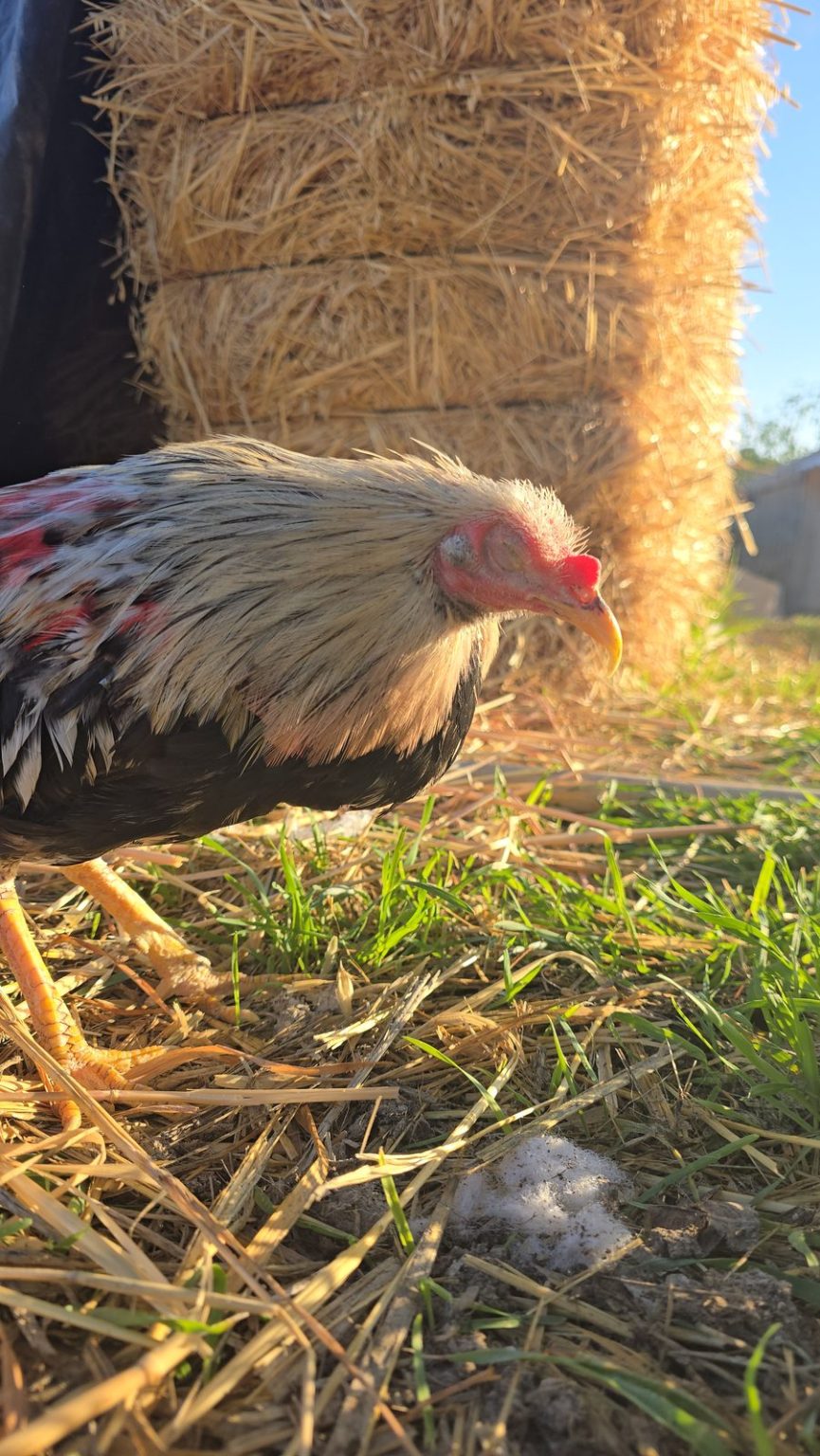 Gallina rescatada del santuario Alma Libertaria picoteando entre la paja