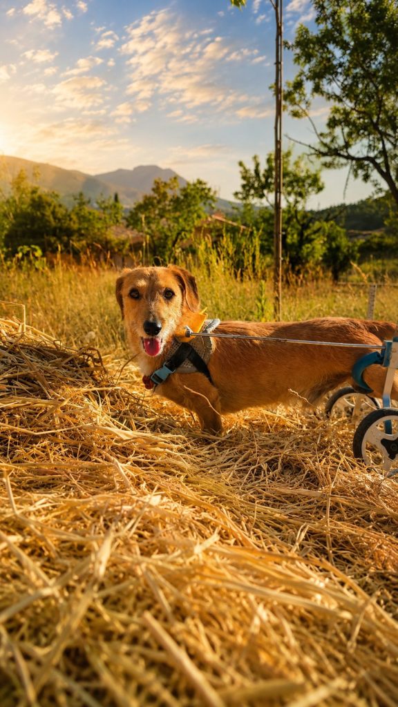 Leo, perro rescatado del santuario, con su silla de ruedas en el campo al atardecer