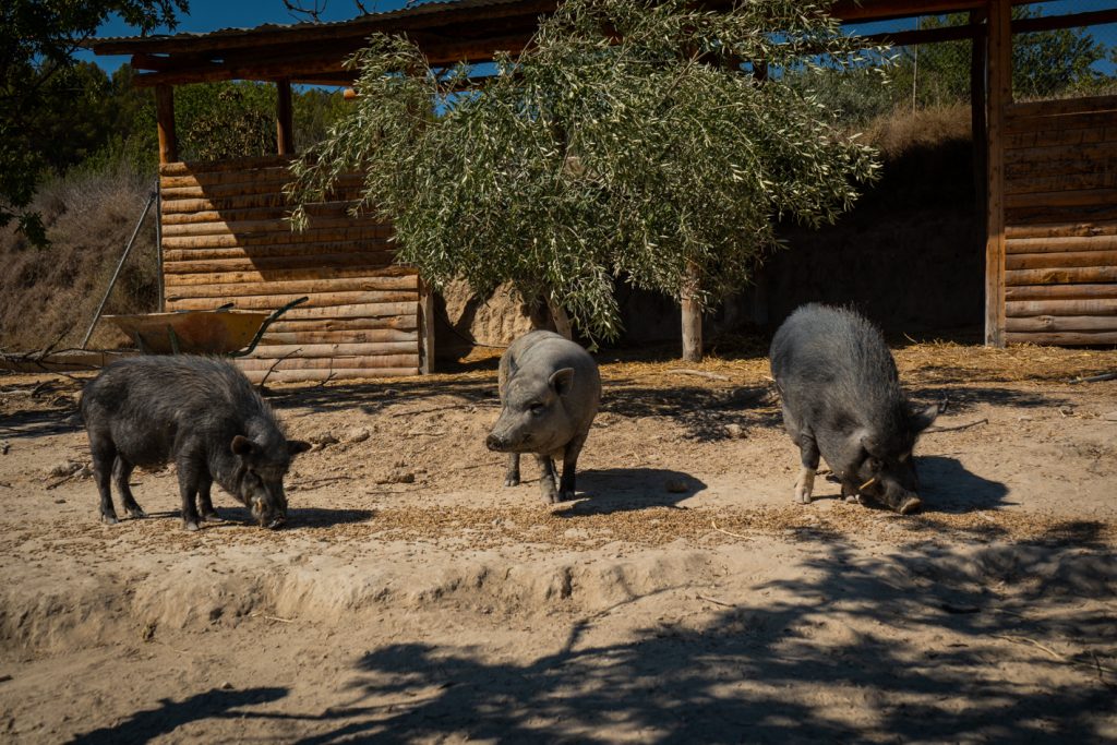 Cerdos del santuario paseando por su recinto