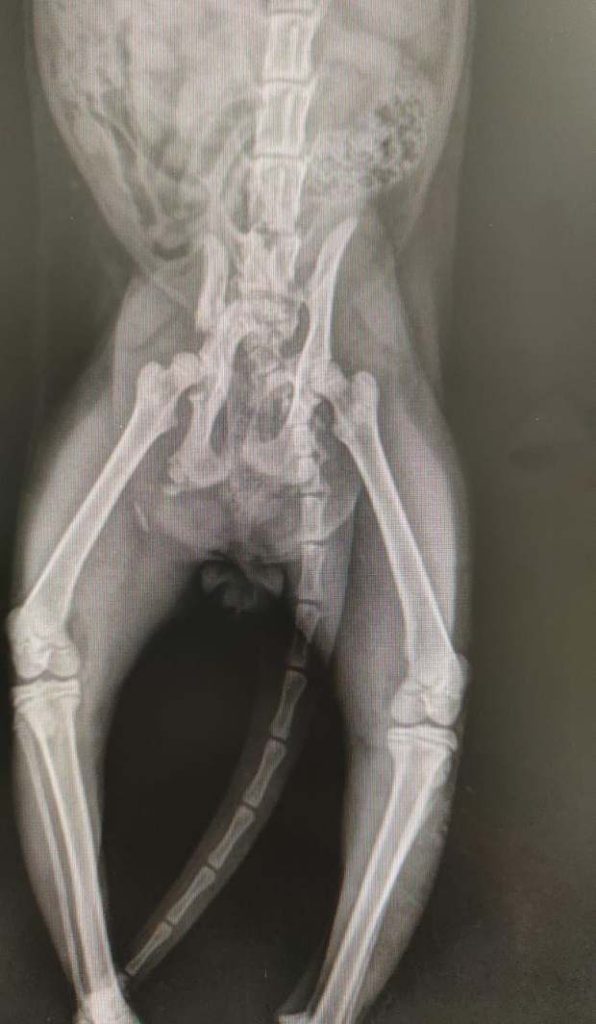 Bechamel radiografia