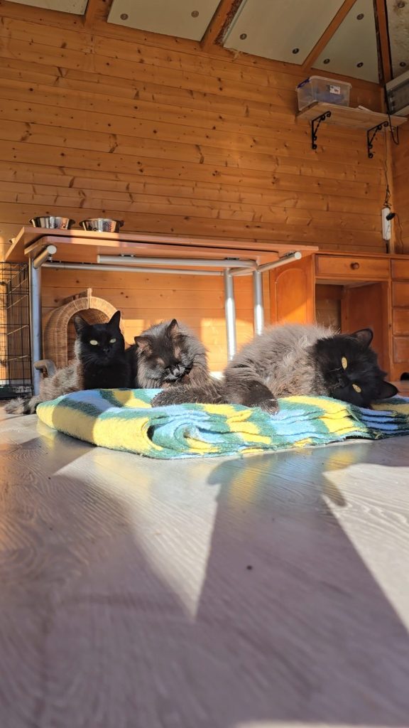 Tres gatos descansando al sol dentro de la cabaña del espacio especial