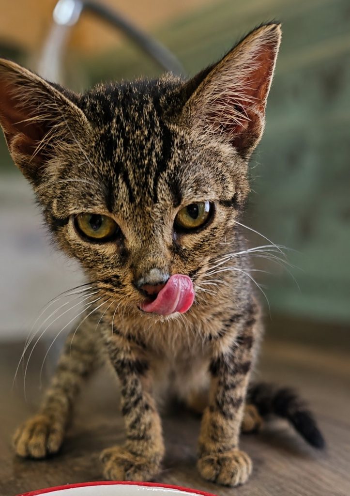 Margarita, gata del santuario