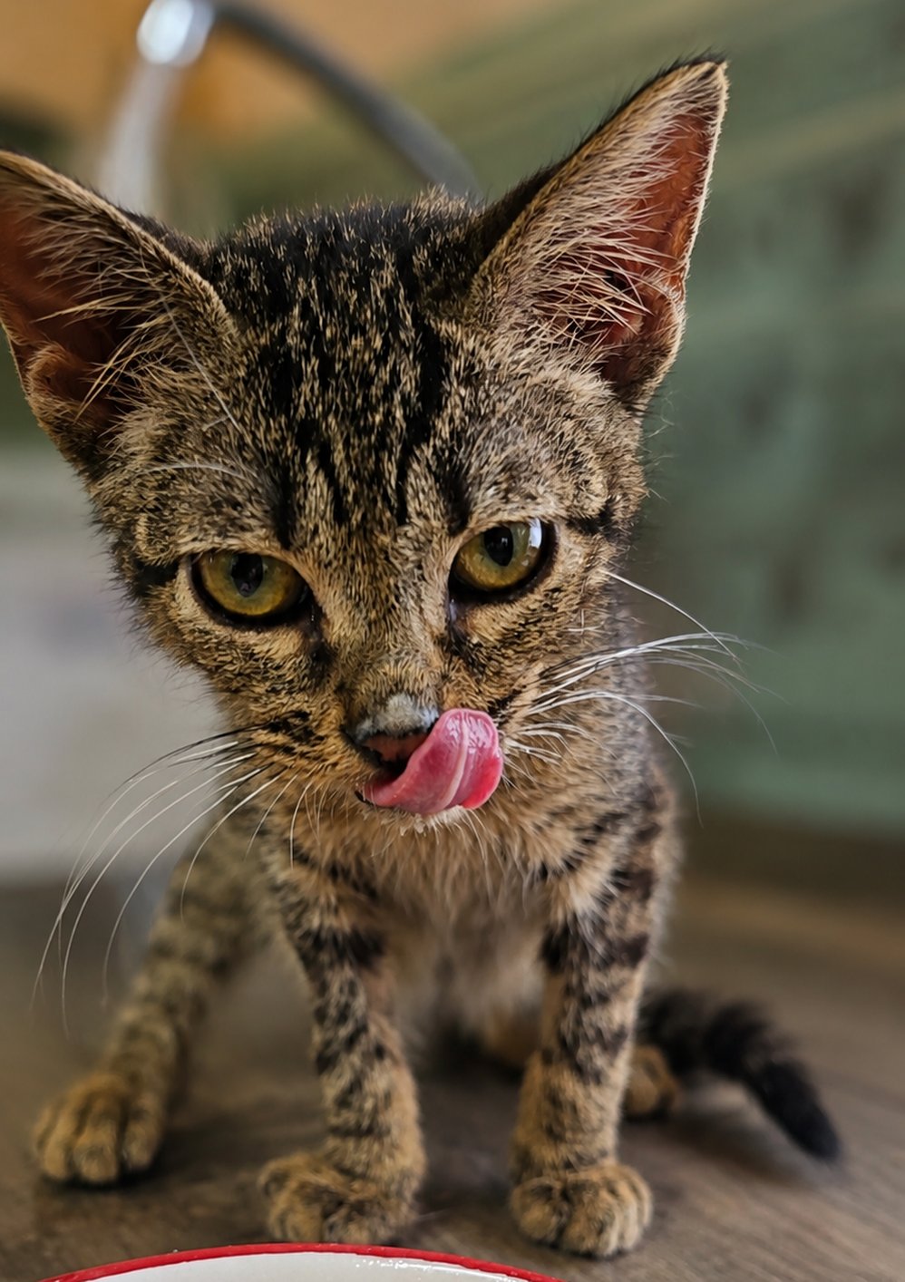 Margarita, gata del santuario