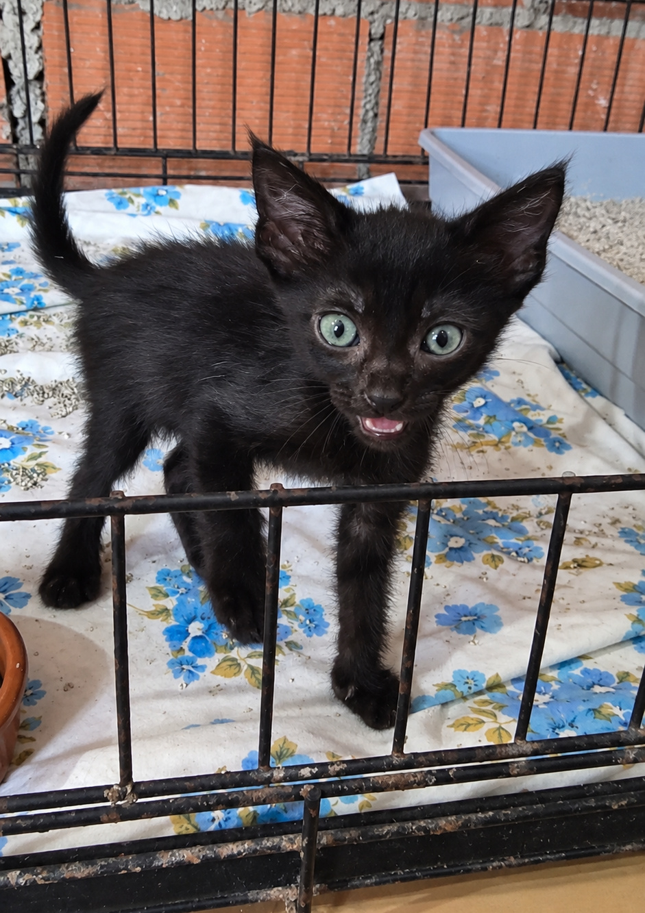 Vampi, gatito negro de dos meses, ya recuperado y con los ojos sanos