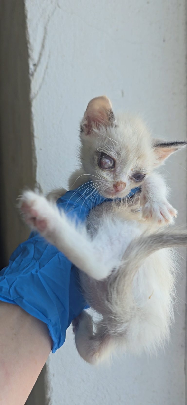 Vega, gatita tabby point y blanco de un mes