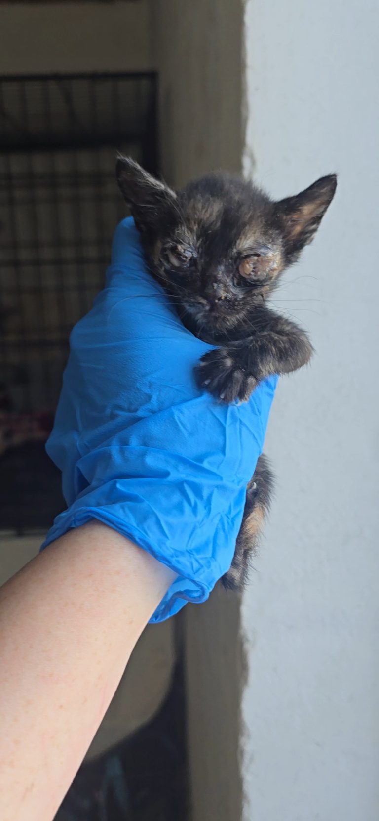 Lyra, gatita carey de un mes