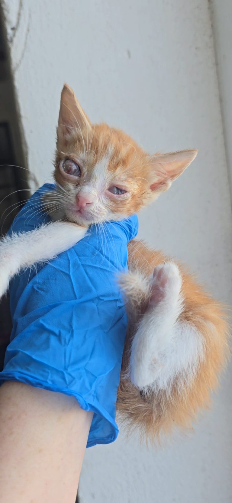 Orión, gatito naranja y blanco de un mes