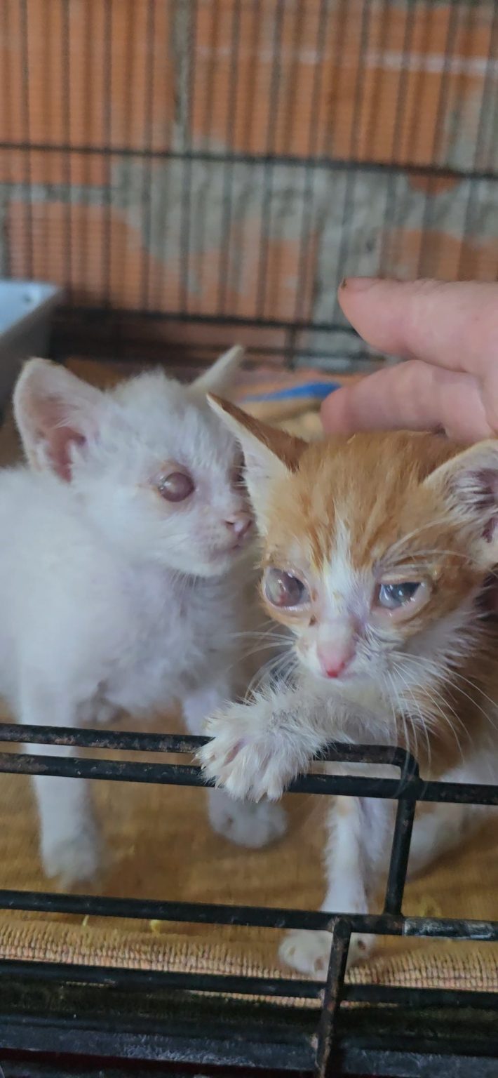 Altair y Orión, dos de los cuatro hermanos, juntos en el santuario