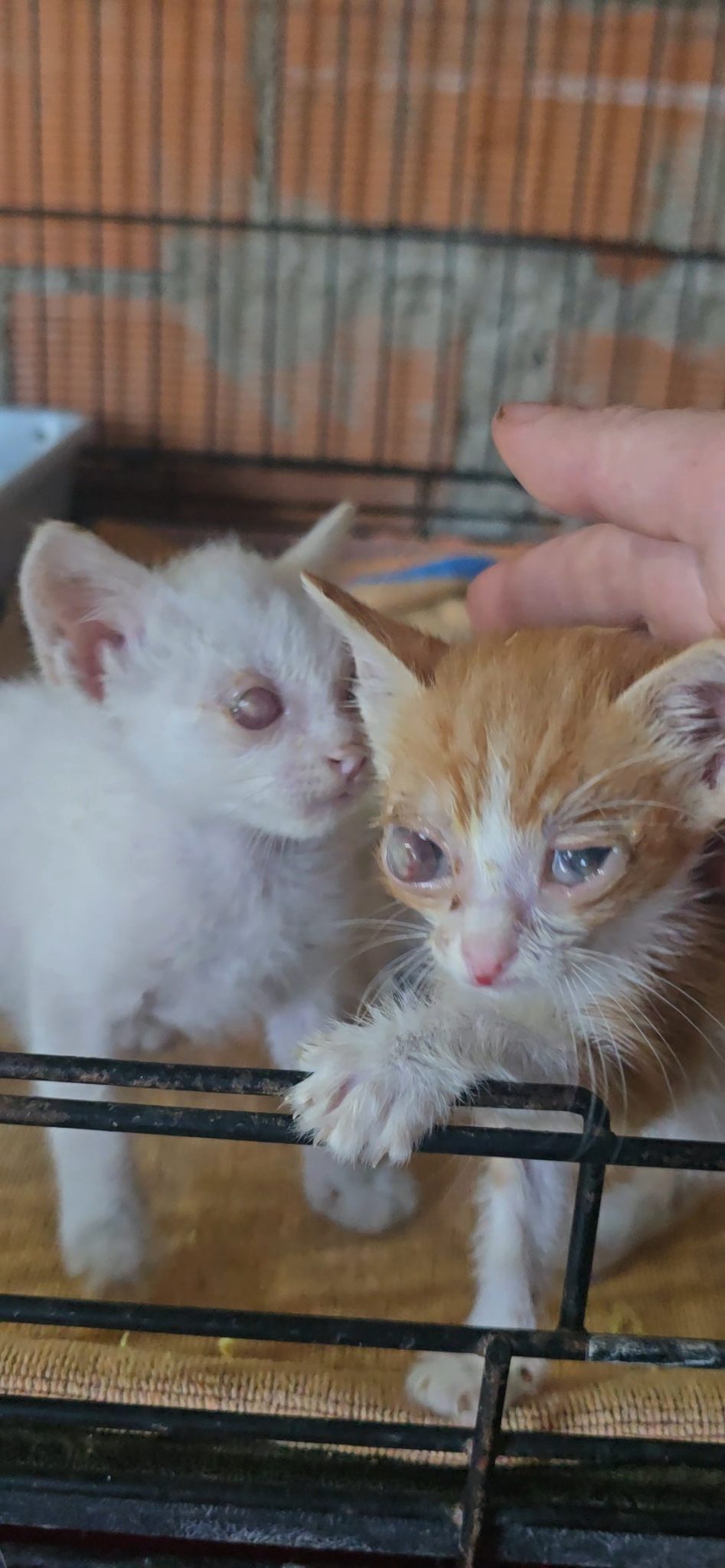 Altair y Orión, dos de los cuatro hermanos, juntos en el santuario