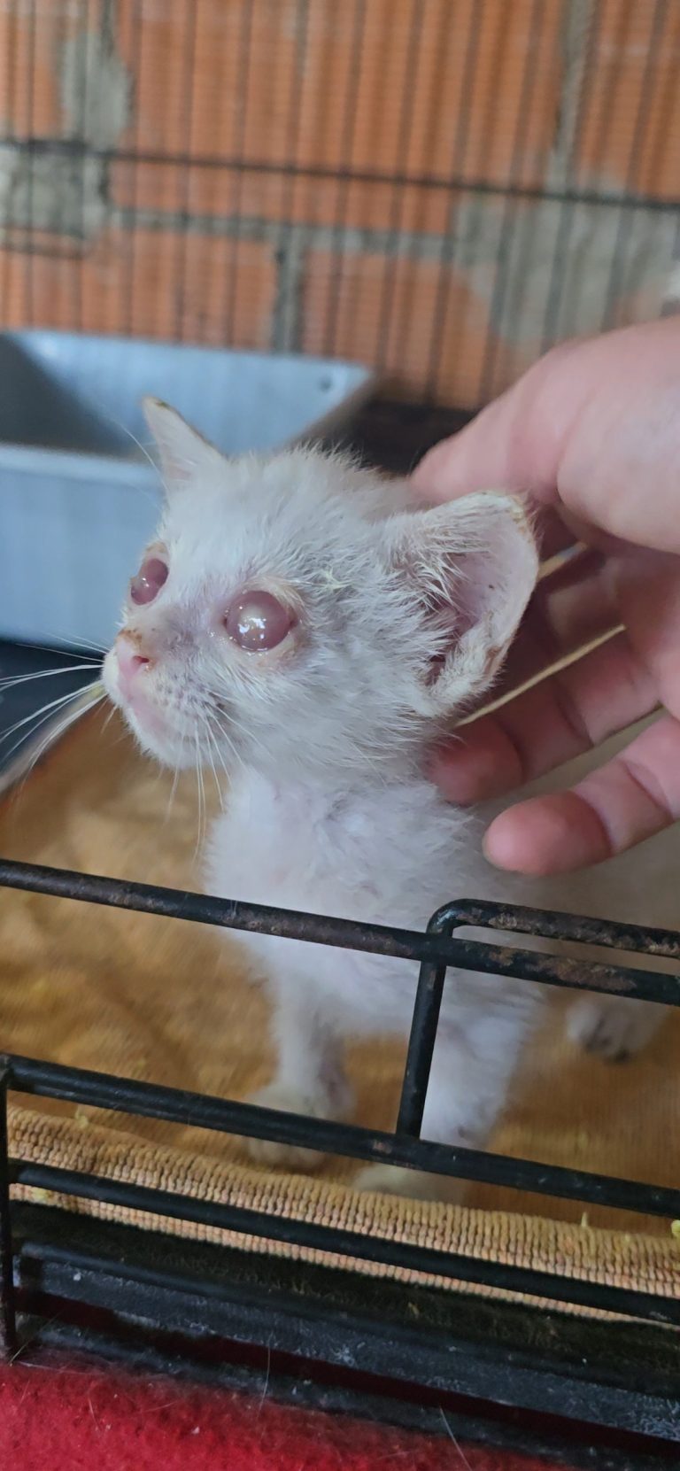 Altair, gatito blanco de un mes, en el santuario