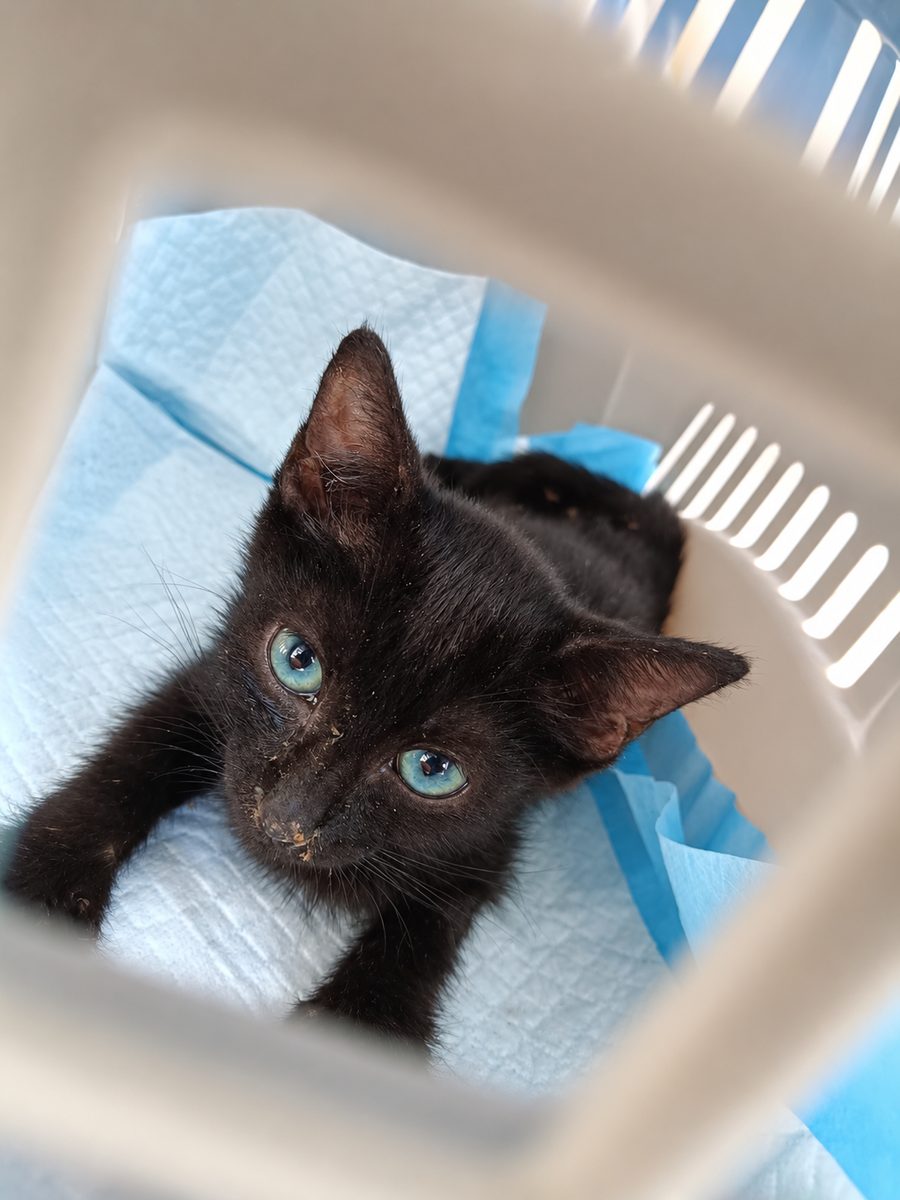 Trini, gata negra de dos meses, tumbada sobre empapadores azules dentro de un transportín, mirando a cámara.