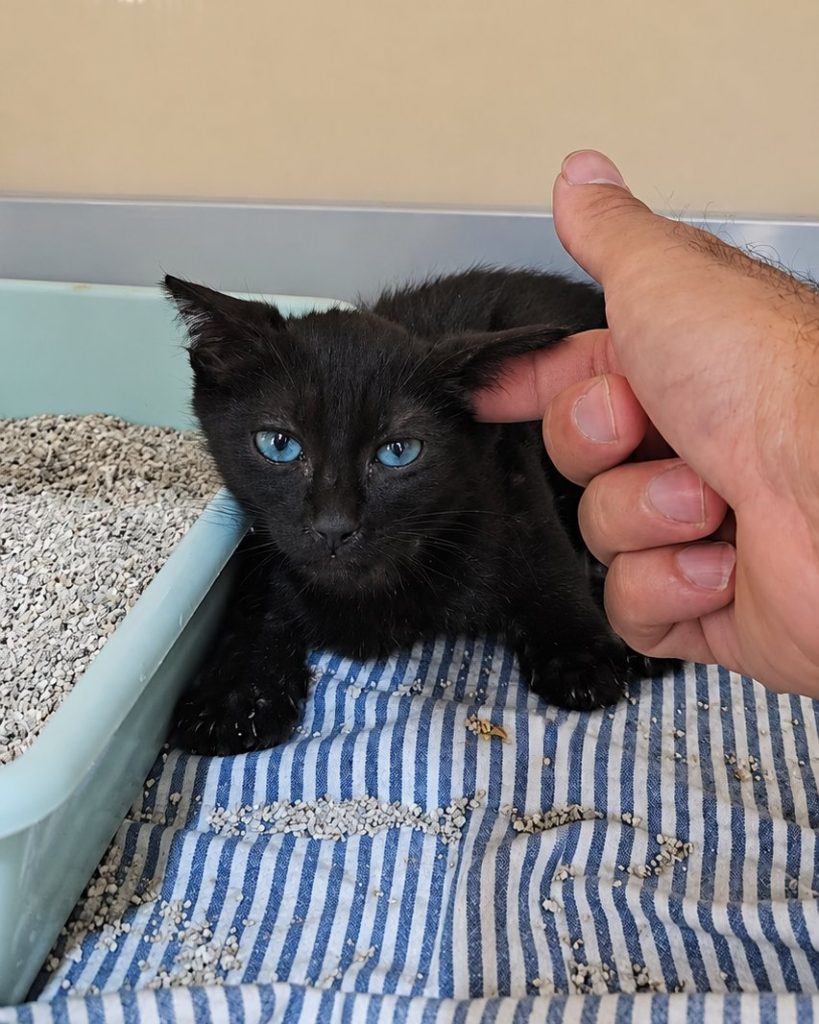 Trini, gata negra de dos meses de ojos azules, tumbada junto a su bandeja mientras una mano la acaricia.