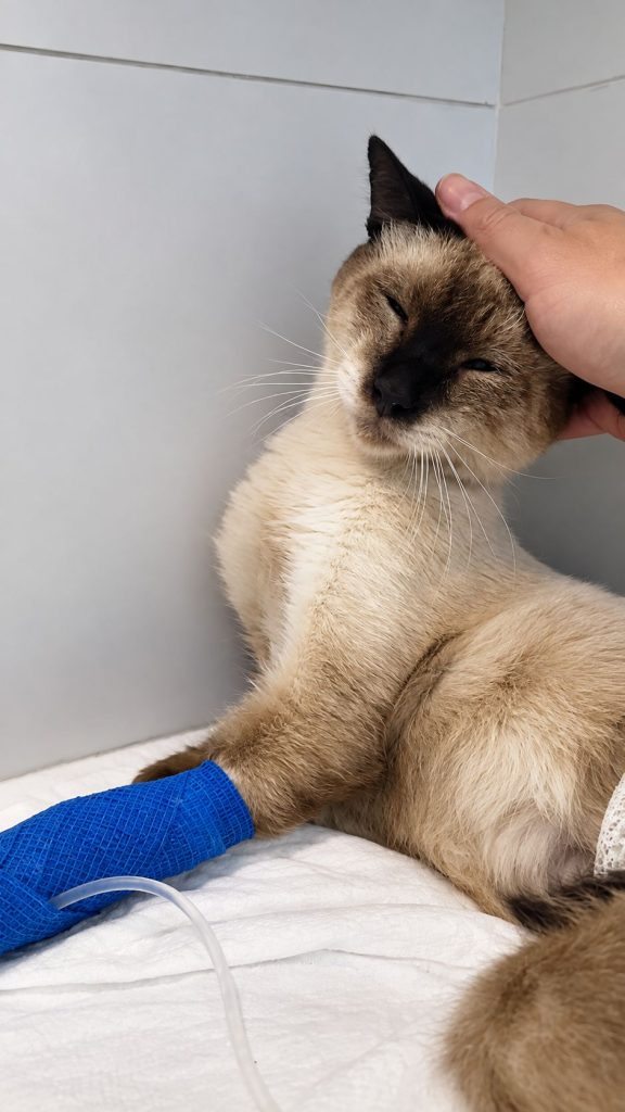 Alma, gato siamés rescatado, recibiendo caricias durante su hospitalización