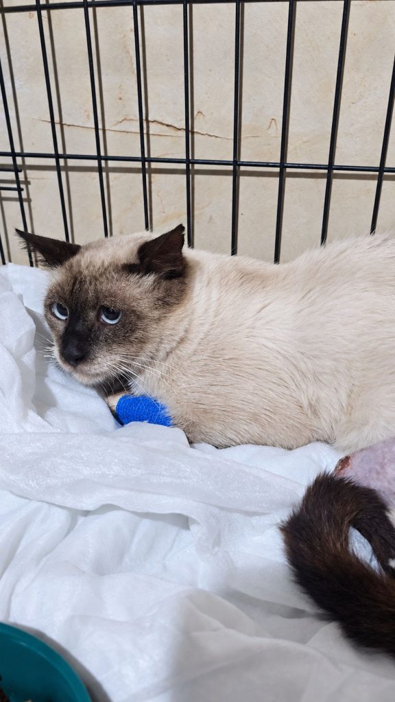 Alma, gato siamés rescatado, descansando en su recinto de recuperación