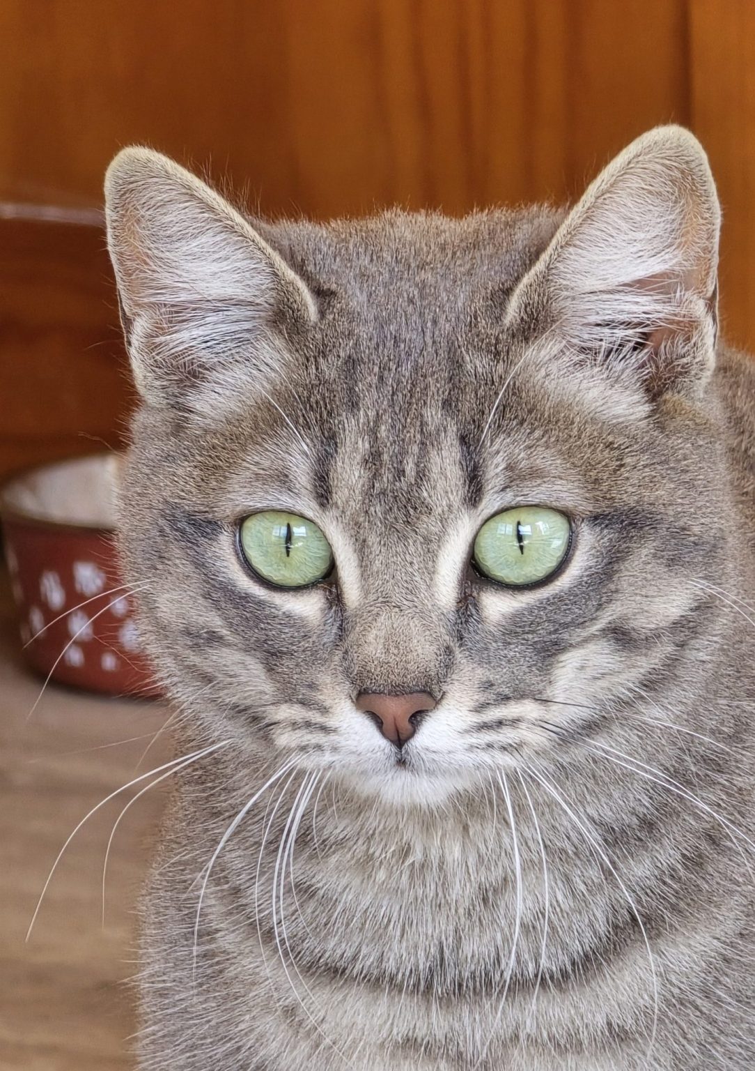 Ana «villana», gata atigrada gris de ojos verdes del santuario