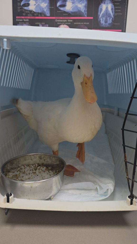 Patoso Cuac, pato doméstico blanco, en la clínica veterinaria recién rescatado