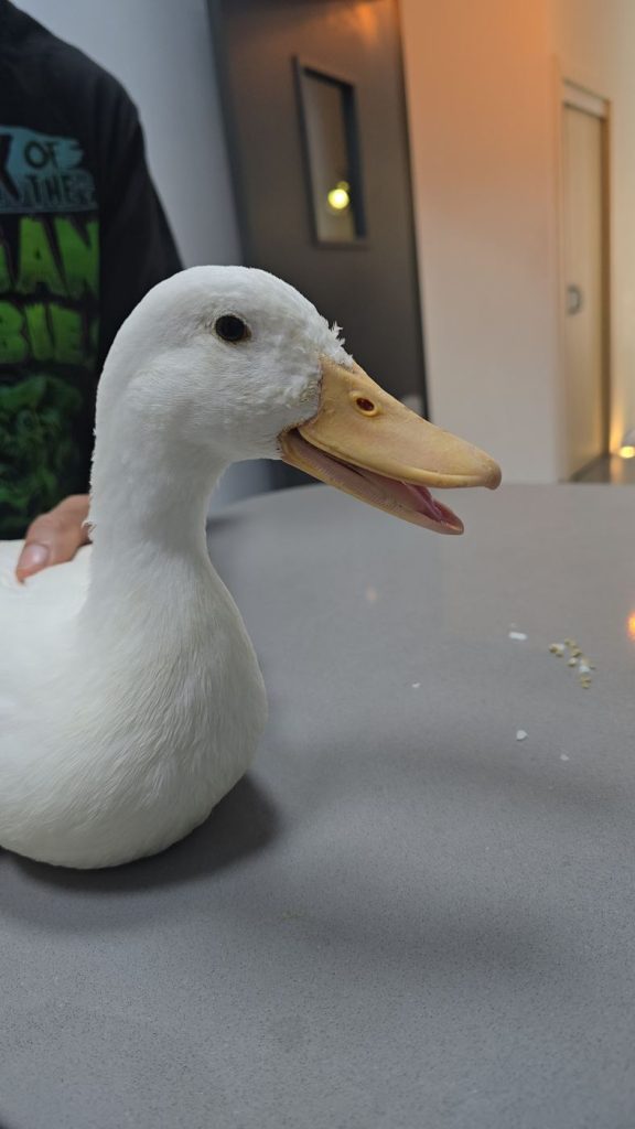 Patoso Cuac, pato doméstico blanco, en la clínica veterinaria recién rescatado