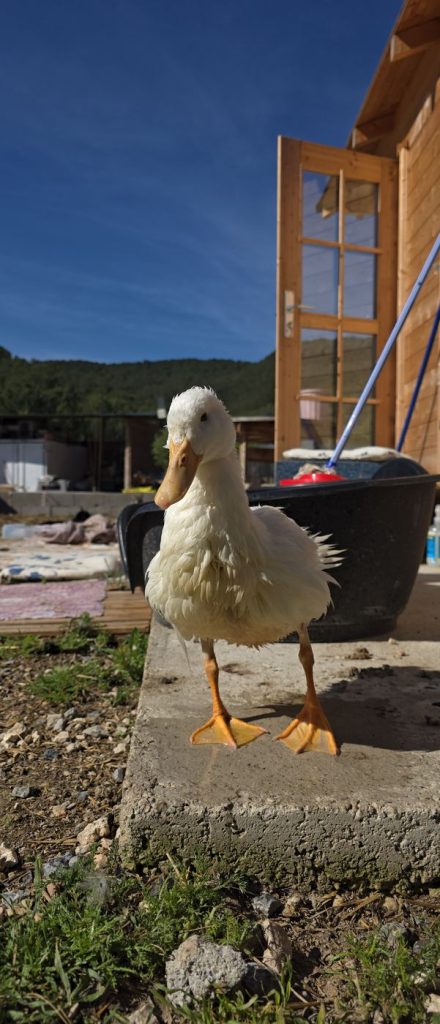 Patoso Cuac, pato doméstico blanco, recuperándose en el santuario