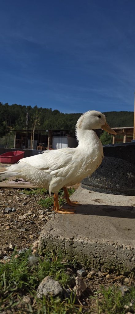 Patoso Cuac, pato doméstico blanco, recuperándose en el santuario