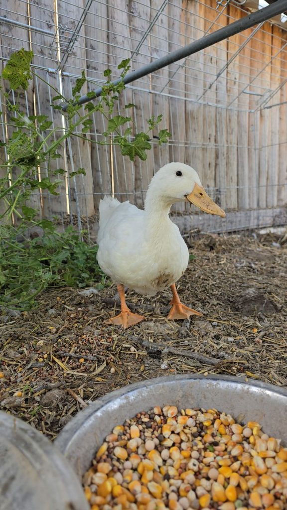 Patoso Cuac, pato doméstico blanco, de pie en el santuario