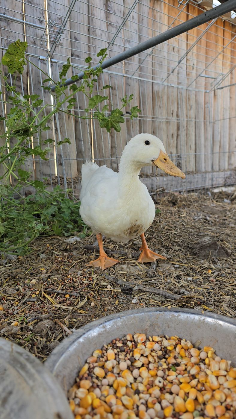 Patoso Cuac, pato doméstico blanco, de pie en el santuario