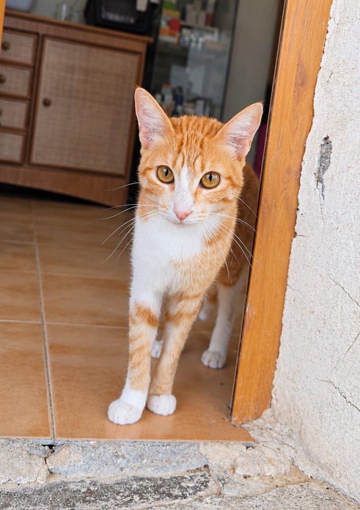 Pétalo, gata naranja y blanca del santuario, de pie en la puerta de la enfermería