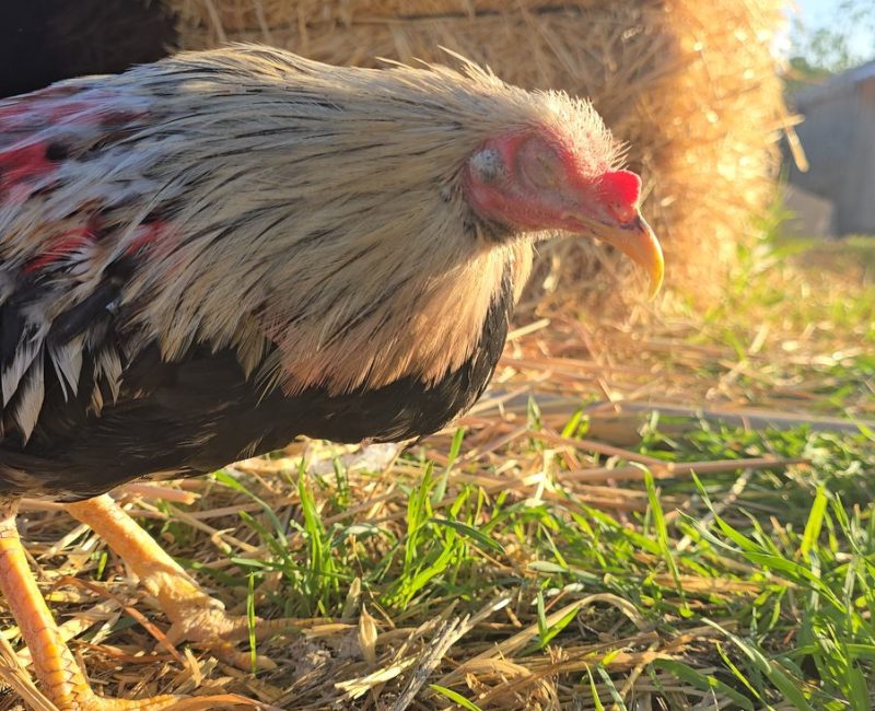 Gallina rescatada del santuario Alma Libertaria picoteando entre la paja